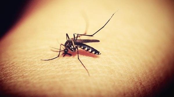 Coronavirus. Atenție la țânțari! Ce spun specialiștii 