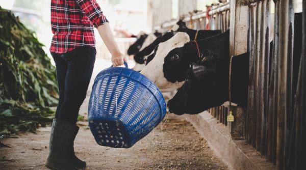 Programul de relansare. Granturi pentru fermieri și tineri fermieri