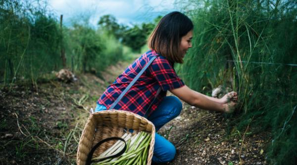Spațiile de cazare de la ferma austriacă de sparanghe, închise