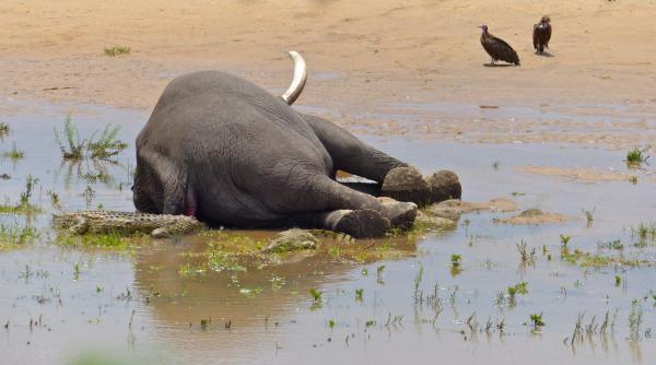 Nou risc de criză sanitară? Sute de elefanți au murit misterios VIDEO