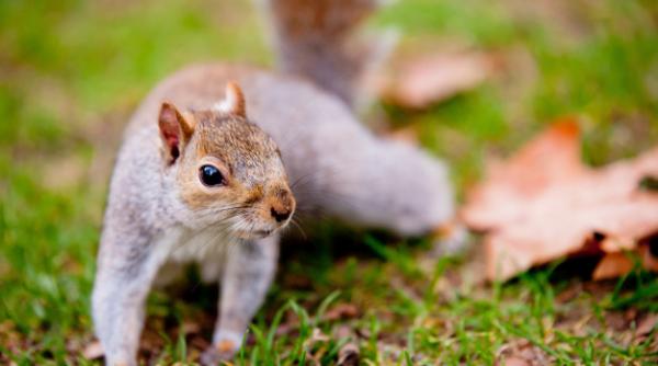Rusia testează rozătoarele după apariția ciumei bubonice în Mongolia
