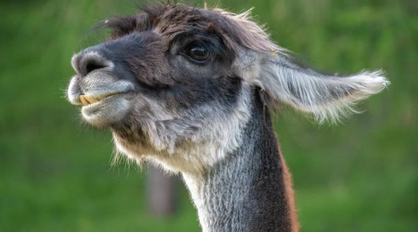 Lamele, soluția împotriva Covid-19? Ce spun cercetătorii britanici