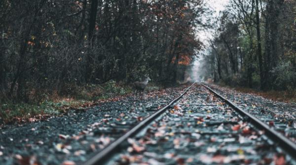 Copaci prăbuşiţi pe calea ferată între Crivina și Brazi