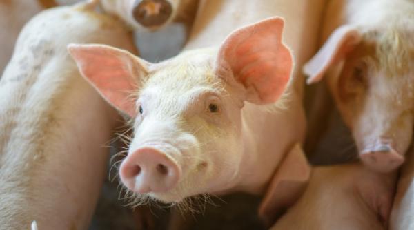 Câți bani a CÂȘTIGAT România de pe urma exporturilor cu animale vii