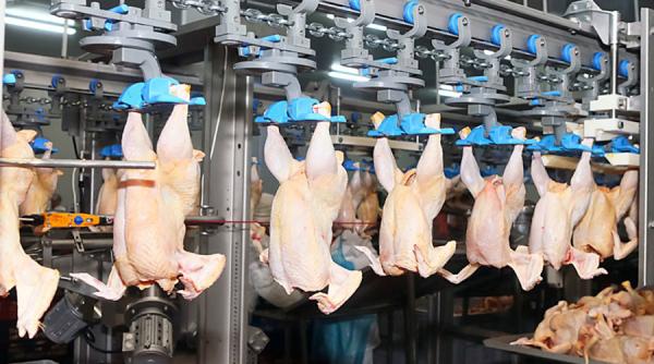 ALERTĂ în județul Vaslui. Covid închide o creșă și un abator