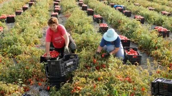 CALVARUL trăit de SEZONIERII ROMÂNI, SCLAVI în ITALIA: „După recoltă, femeile VÂNDUTE pe STRADĂ!”