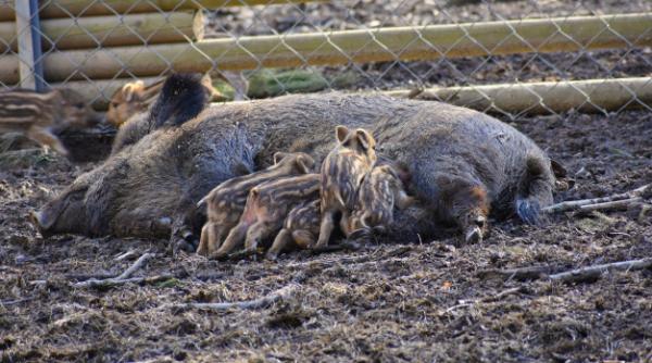 O specie hibridă de mistreți a băgat spaima în americani