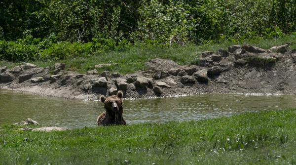 Hrana urșilor de la Zărnești, transportată cu un vehicul donat
