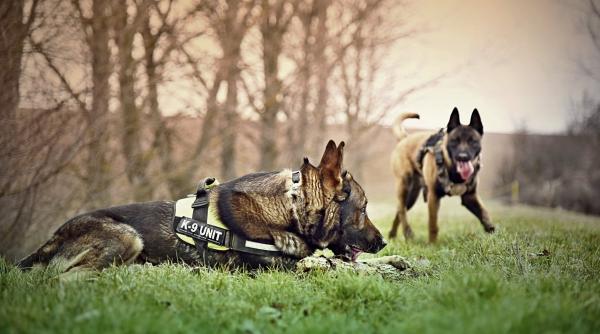 Țara care își dresează câinii pentru a depista COVID-19