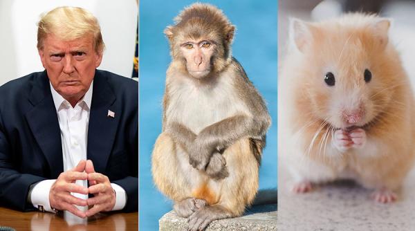 Covid-19. Tratamentul administrat lui Trump, eficient la macaci și hamsterii aurii
