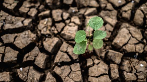 Seceta extremă a produs peste 80% din PAGUBELE anului agricol