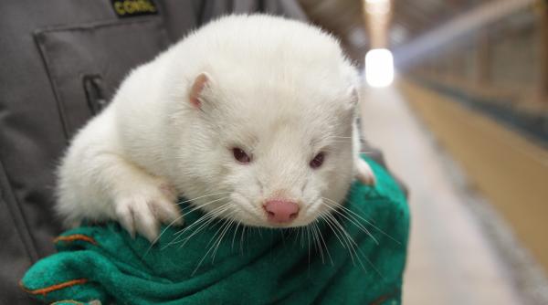 COVID-19. Danemarca, în ALERTĂ MAXIMĂ. SARS-CoV-2 a suferit mutații în fermele de nurci