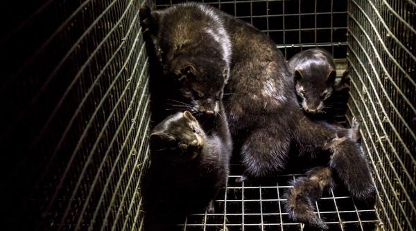 COVID-19. Reacția OMS la mutația produsă la fermele de nurci