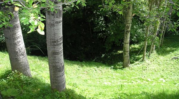 Bani europeni pentru protejarea INSECTELOR din munții Carpați