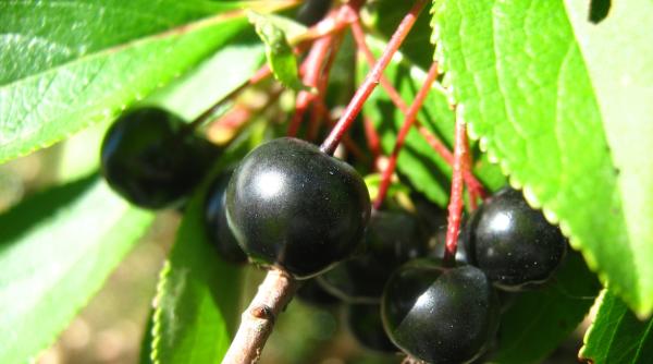 Covid-19. Descoperire COLOSALĂ. Anunțul experților germani 