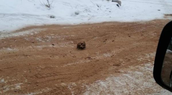 Descoperire lugubră în Siberia, șosea acoperită cu oase umane