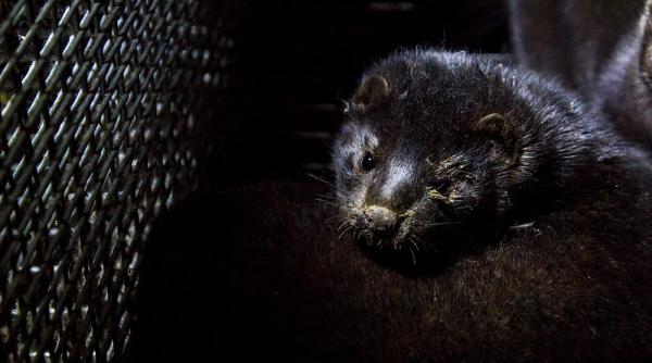 Covid-19. Stupoare. Nurcile îngropate în pripă au început să iasă din gropile comune