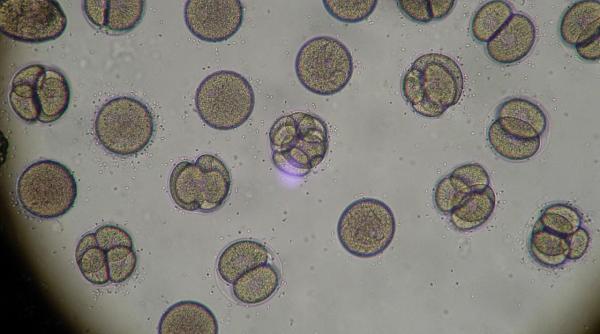 Un bebeluș a așteptat 28 de ani ca să se nască