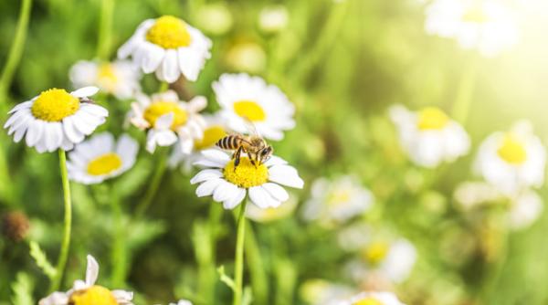 ANM, prognoză SURPRIZĂ: Vreme de primăvară în plină iarnă