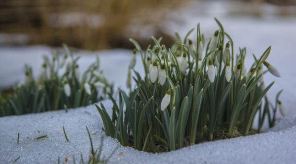 Vremea în Ianuarie. De la ger la temperaturi de primăvară