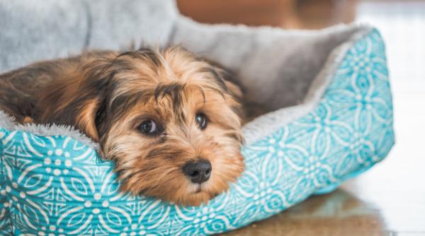 Vaccin anti-COVID-19 pentru ANIMALE! Ce spun EXPERȚII