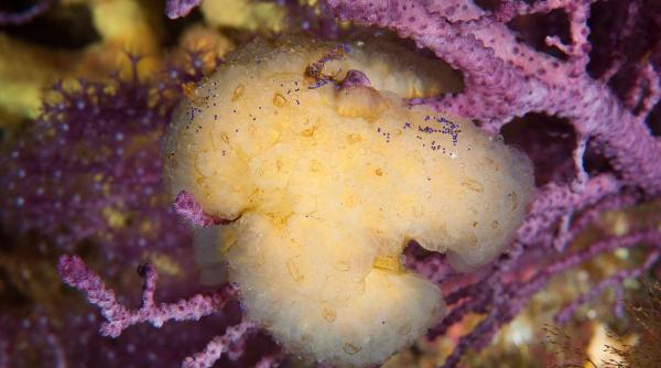 Sfârșitul pandemiei? Acest medicament ar fi răspunsul. Experții, optimiști