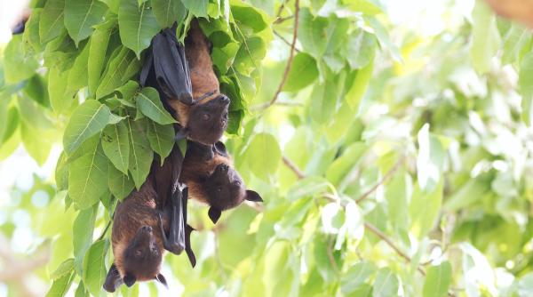 CAUZELE care au dus la declanșarea PANDEMIE. STUDIU NOU