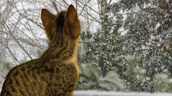 Avertizare ANM. COD GALBEN pentru șase județe