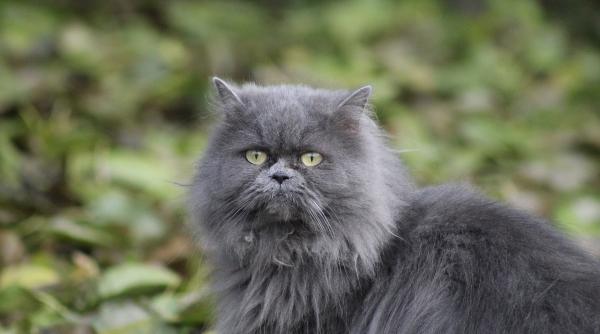 Pisica ”piromană” din Iran a provocat un dezastru. Nu se știe dacă este persană