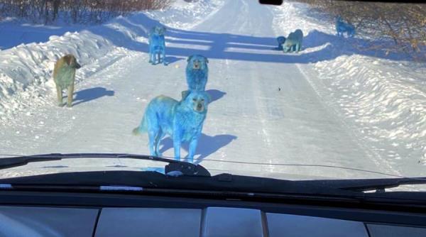 Câinii albaștri ai Rusiei. Apariții stranii nu departe de Moscova