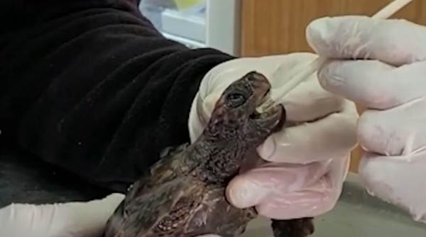 Țestoasele afectate de poluarea din Israel, salvate cu maioneză VIDEO