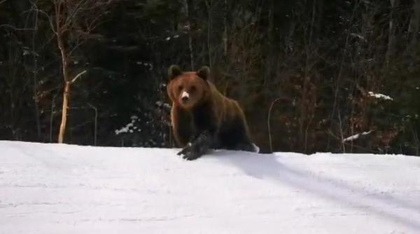 Cum vor oficialii să rezolve problema urșilor de pe pârtiile de schi