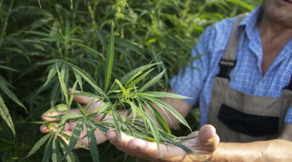 Lege ISTORICĂ în Mexic. Consumul recreativ de canabis, legalizat