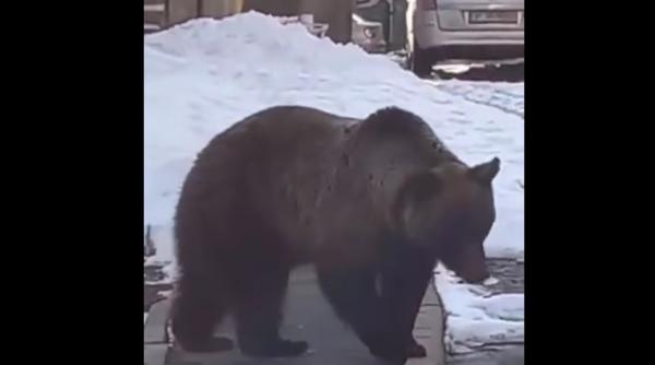 Urșii închid sezonul de schi. Au IEȘIT din HIBERNARE (VIDEO)