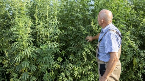 Cultivarea canabisului, o afacere mai poluantă decât o mina de cărbuni