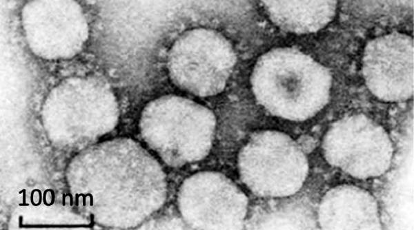 Câte variante de COVID-19 sunt în total și cât de periculoase sunt