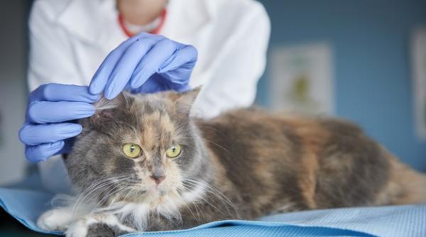 Tulpina britanică, depistată la o pisică în Italia