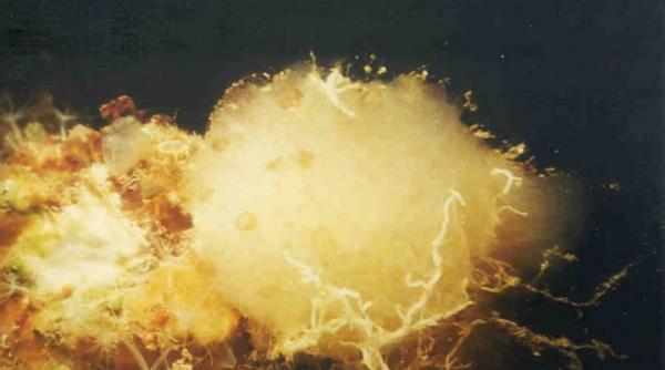 SFÂRȘITUL PANDEMIEI? Acest nou medicament ar putea fi CHEIA