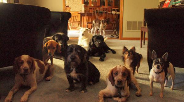 Animalele GRAV afectate de varianta britanică a SARS-COV-2