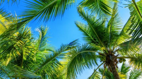 Acest ALIMENT ar putea DECLANȘA următoarea PANDEMIE