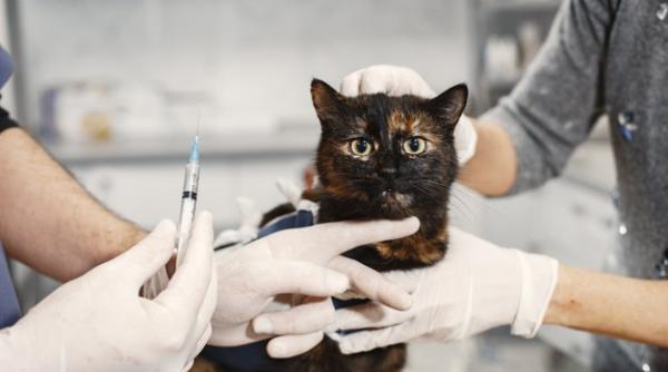 Primul vaccin COVID-19 pentru animale, eficient 100%