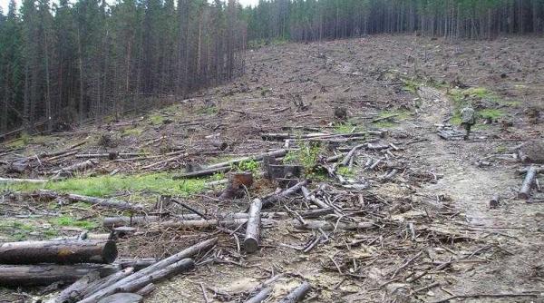 Ministrul Mediului, răspunde acuzațiilor legate de pierderea fondurilor PNRR pentru păduri