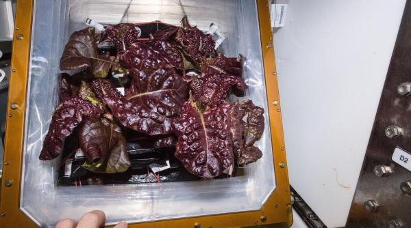 Bacterii necunoscute, descoperite pe Stația Spațială Internațională. Vestea este una bună