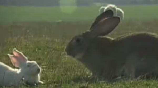 Marea Britanie: A fost FURAT cel mai mare IEPURE din LUME (VIDEO)