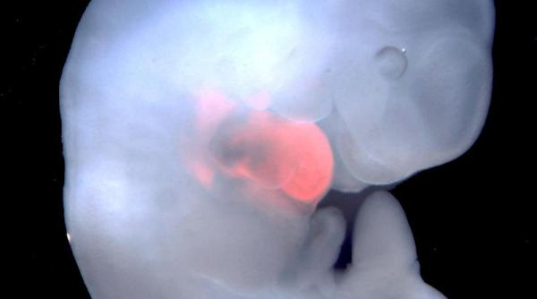 Scandal etic. Celule umane crescute în embrioni de maimuță