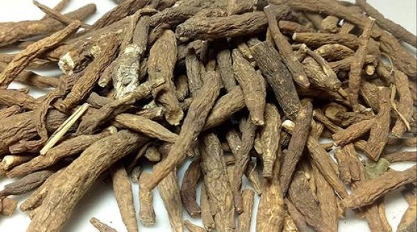 Țara care tratează COVID-19 cu o rădăcină otrăvitoare VIDEO