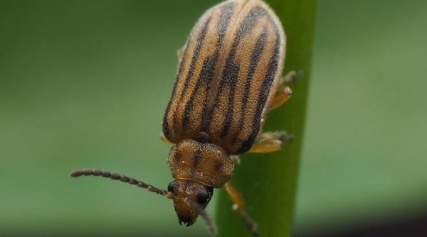 Soluție împotriva ALERGIILOR la AMBROZIE, o micuță coleopteră