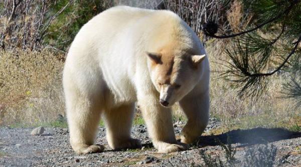 Schimbările climatice au dus la apariția unei noi specii de urși