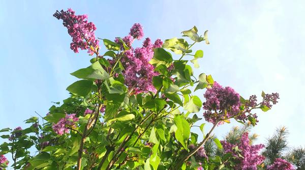 Prognoza METEO de Paște. De luni se răcește vremea