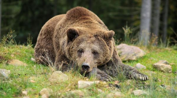 Cât costă să împuști un urs în România